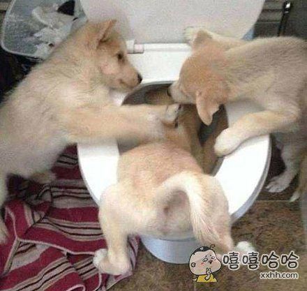 狗吃人(究竟是谁的错)