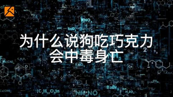 狗吃巧克力为什么会死(狗狗为什么不能抵抗)