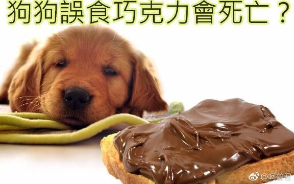 狗吃巧克力会中毒吗( 吃了会怎么样)