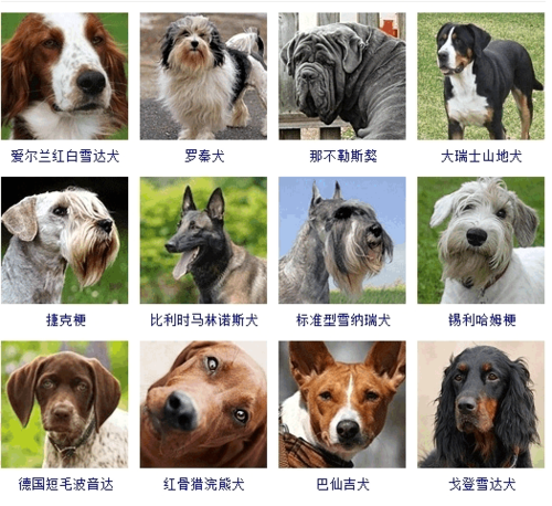 狗名字( 快来分享一下吧)