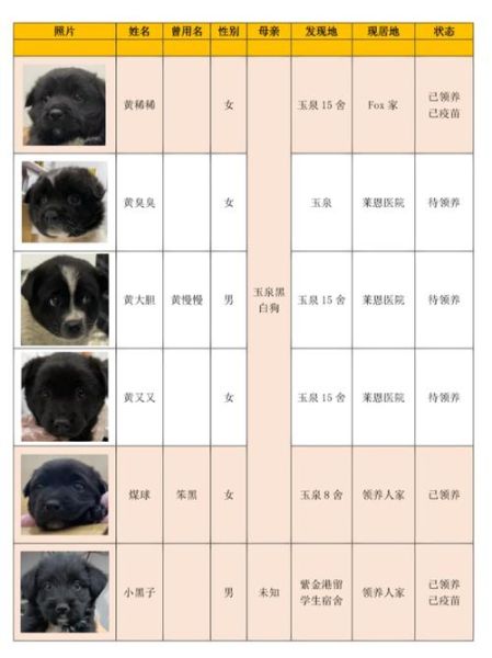 狗名字大全(是叫小奶狗还是叫毛团子)