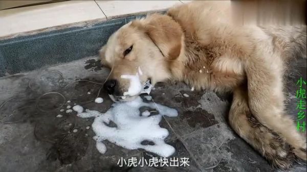 狗吐白沫(是胃酸倒流还是吃了不该吃的东西)