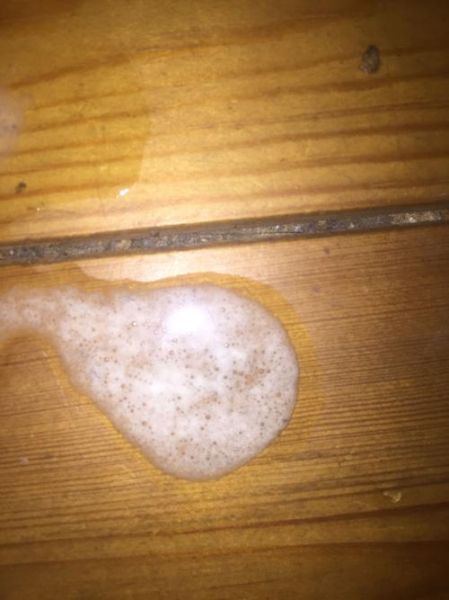 狗吐白沫(是胃酸倒流还是吃了不该吃的东西)