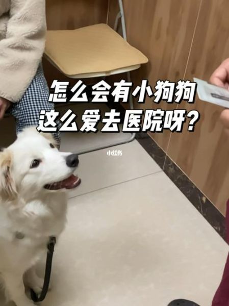 狗和人锁在一起去医院的注意事项(应该怎样避免它乱跑乱叫)