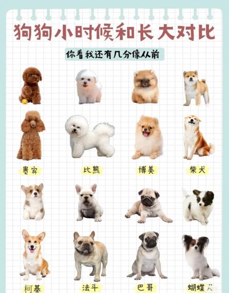 狗和犬的区别(为什么会有两种叫法)