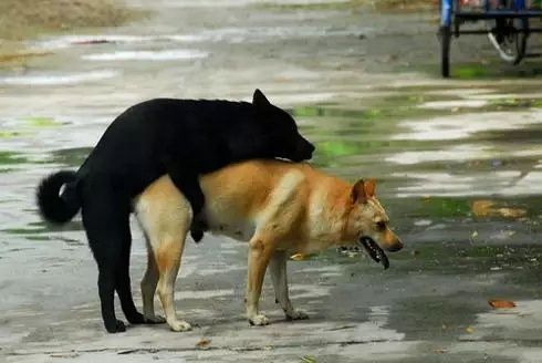 狗和狗交配( 为什么要那么久)