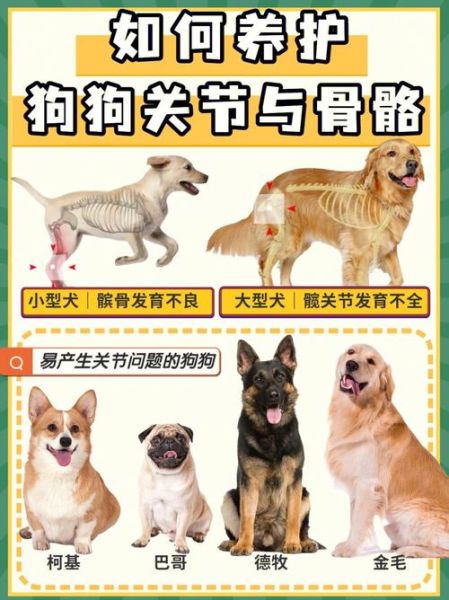 狗和骨头(骨头对狗狗真的好吗)