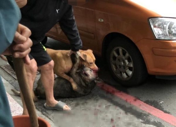狗咬死狗(谁才是真正的凶手)