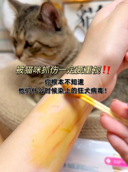 狗咬死猫(谁该为猫的悲剧买单)