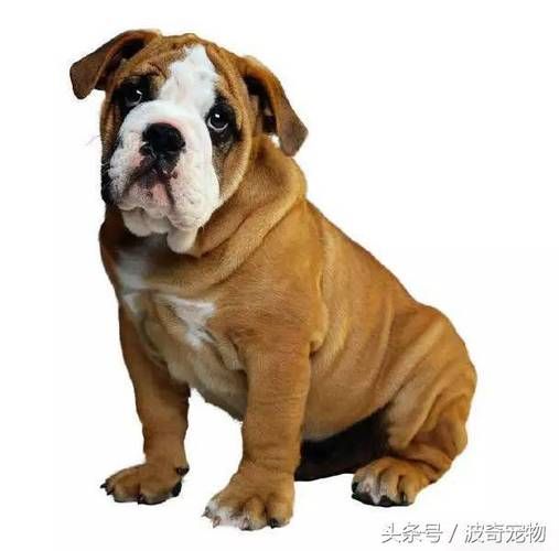 狗品种(哪个才是你的菜)