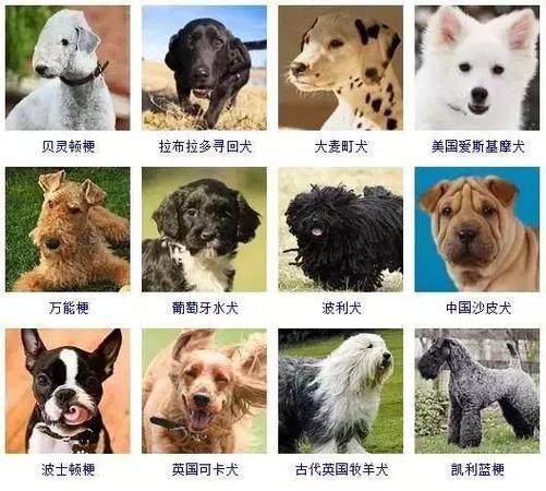 狗品种(哪个才是你的菜)