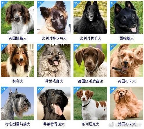 狗品种大全(快来测试一下你的狗狗性格吧)