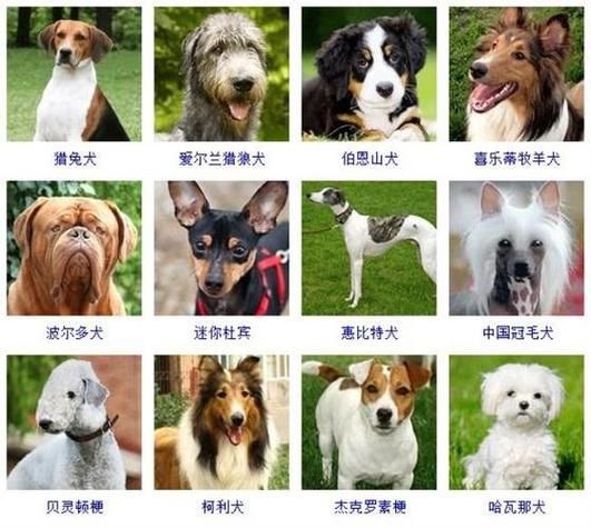 狗品种大全(快来测试一下你的狗狗性格吧)