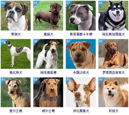 狗图片(它们都是什么品种)