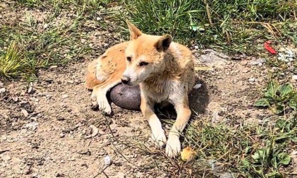 狗宝是什么东西(它们都是一样的吗)