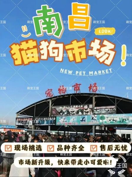 狗市(这想法靠谱吗)