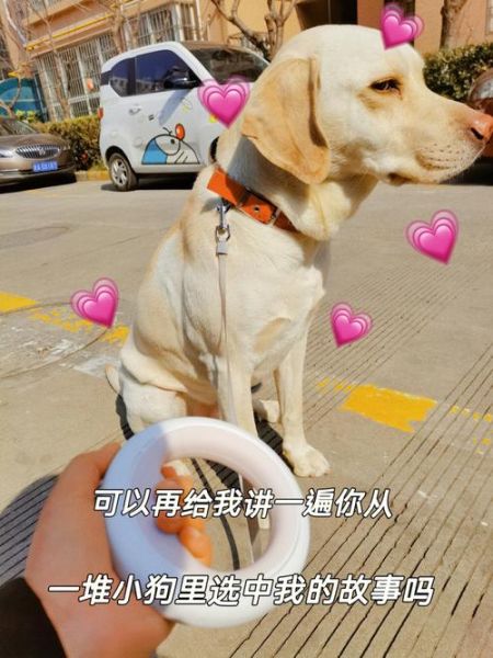 狗市场(还是宠物爱好者的福音)