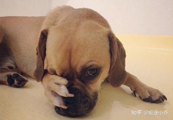 狗怕什么气味(什么气味让它闻到就躲着你)