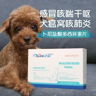 狗感冒吃什么药(吃什么抗生素最有效呢)