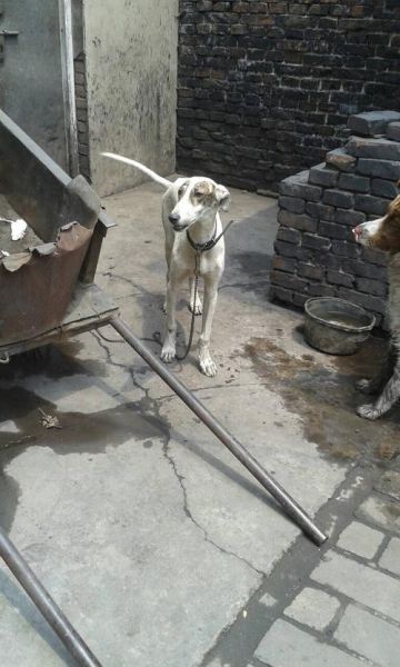 狗抓兔(真的不输进口猎犬)