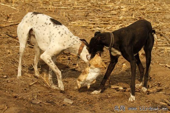 狗抓兔(真的不输进口猎犬)