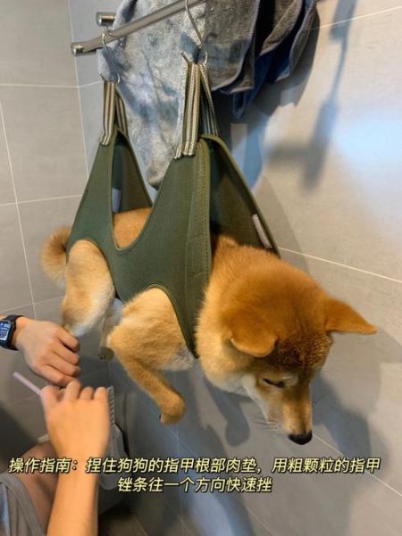 狗指甲套( 怎么判断狗狗需不需要)
