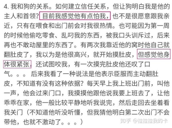 狗是怎么上人的(还是单纯的社交需求)