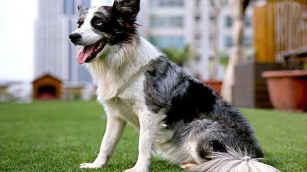 狗智商排名(边境牧羊犬真的比金毛聪明吗)