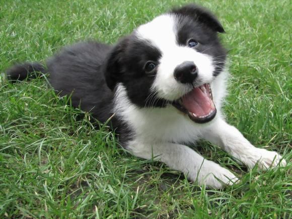 狗智商排名(边境牧羊犬真的比金毛聪明吗)