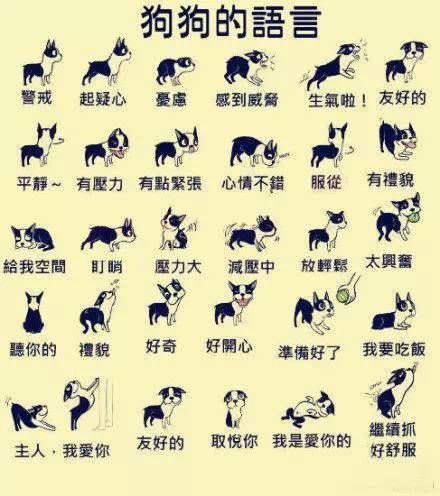 狗最怕的三个手势(这招是不是对所有狗都有效)
