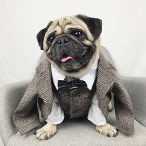 狗服装(你想给它一个什么样的造型)