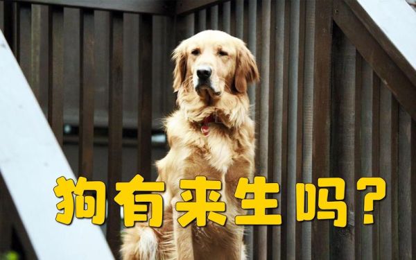 狗死后会去哪里(它还会感受到我们的思念吗)