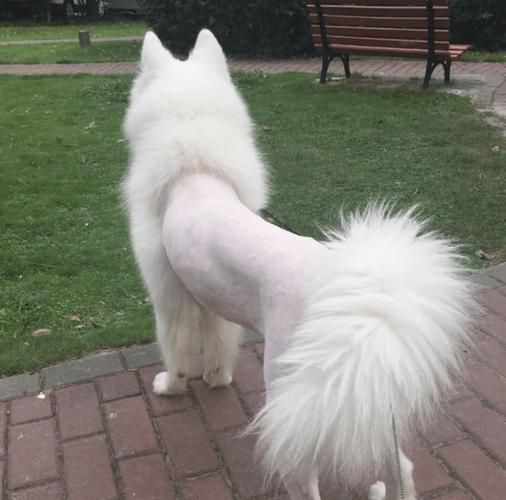 狗毛(是毛发问题还是你的清洁问题)