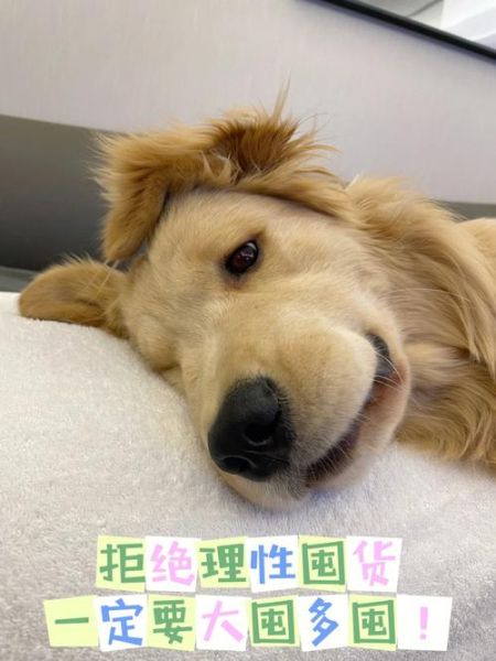 狗民网论坛(经验分享大集结)