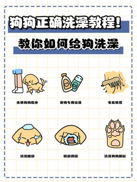 狗洗澡(洗完后要怎么护理毛发)