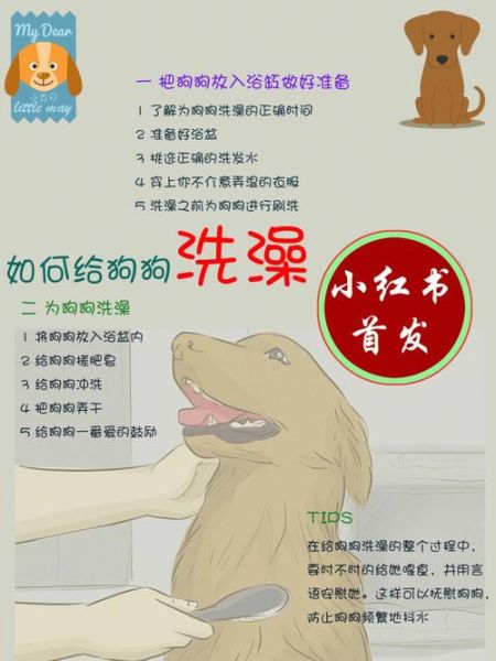 狗洗澡(洗完后要怎么护理毛发)