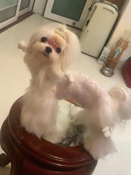 狗狗 又长又烫(这到底是自然卷还是人工烫的)