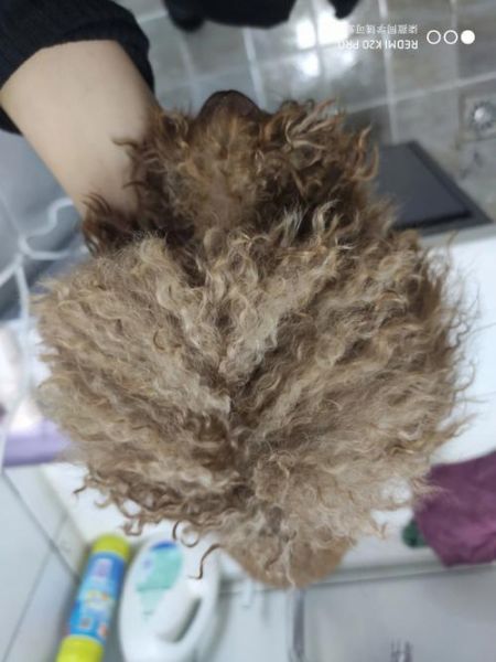 狗狗 又长又烫(这到底是自然卷还是人工烫的)