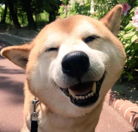 狗狗 图片(感受满满的温暖吧)