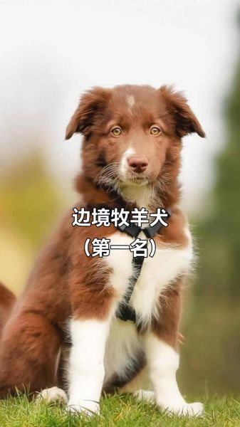 狗狗(它们到底有多聪明)