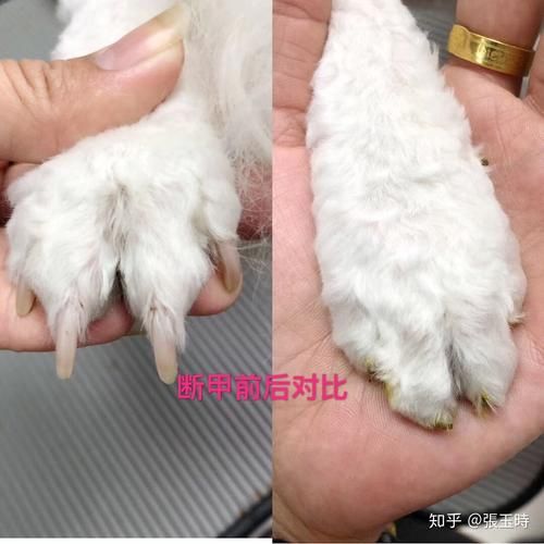 狗狗不小心被线头缠住怎么办?