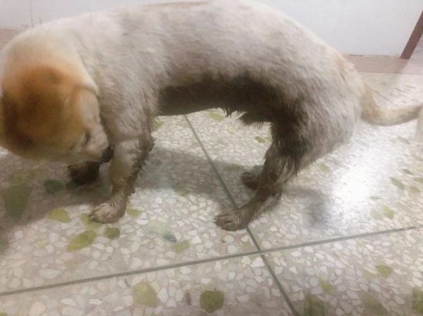 狗狗不小心被线头缠住怎么办?