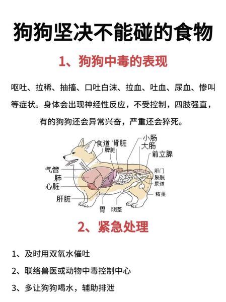 狗狗不能吃的食物(吃生肉会生病吗)