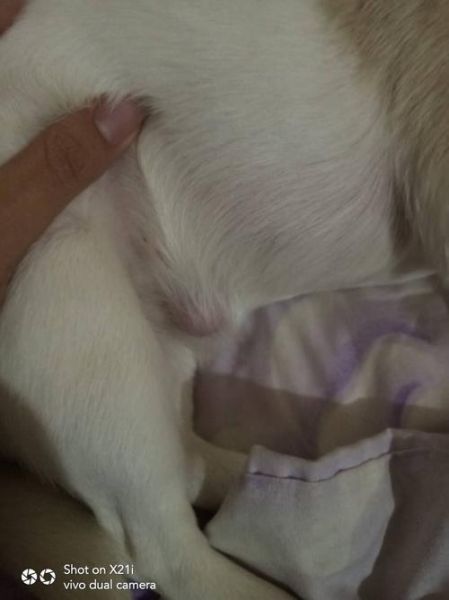 狗狗东西在里面突然变大了(还是它生病了)