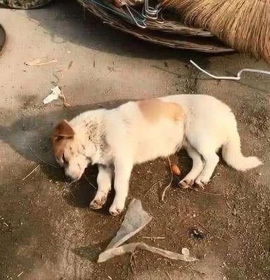狗狗临死前的15个征兆(是不是快不行了)