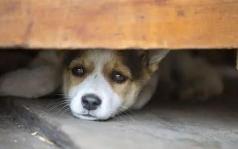 狗狗临死前的15个征兆(是不是快不行了)