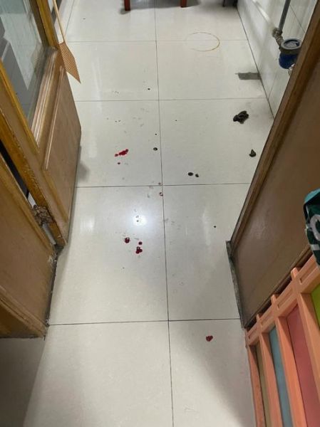 狗狗便血(是换粮还是去看医生)