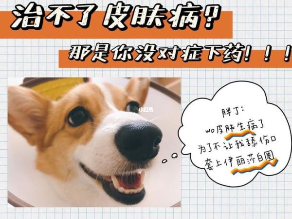 狗狗健康(怎么判断狗狗是不是真的生病了)