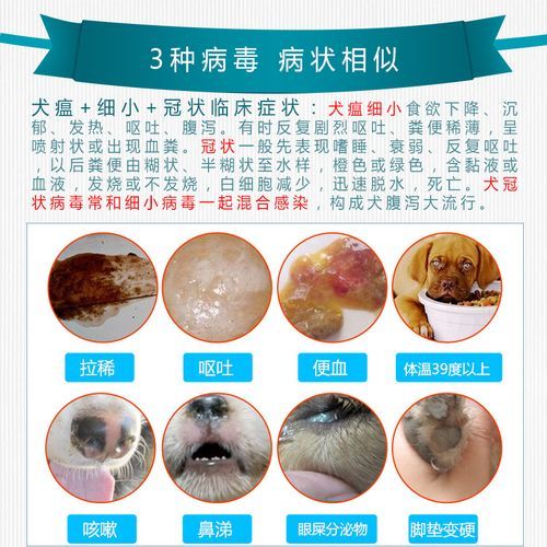 狗狗冠状是什么症状( 是冠状病毒吗)