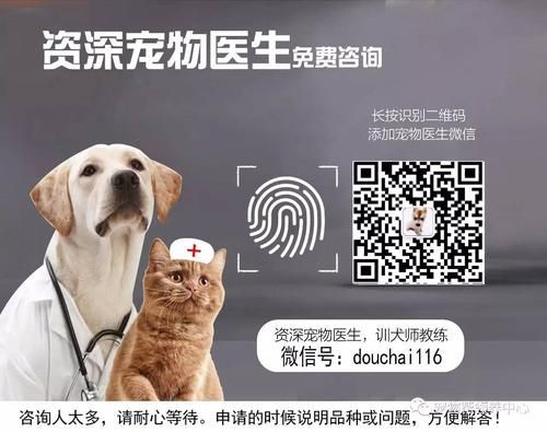 狗狗医生在线咨询(在线咨询医生靠谱吗)